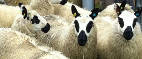 Fishers Mobile Farm - Kerry Hill sheep